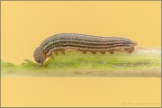 Mandeläugiger Mohrenfalter Raupe (Erebia alberganus) 13