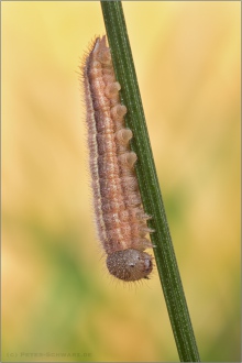 Balkan Schachbrett Raupe (Melanargia larissa) 06