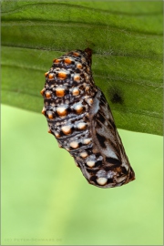 Wachtelweizen-Scheckenfalter Puppe 10 (Melitaea athalia)