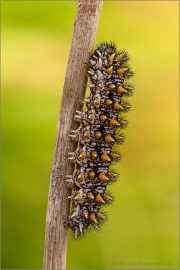Wachtelweizen-Scheckenfalter Raupe 09 (Melitaea athalia)