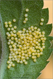 Ehrenpreis-Scheckenfalter Eier (Melitaea aurelia) 07