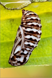 Ehrenpreis-Scheckenfalter Puppe (Melitaea aurelia) 12