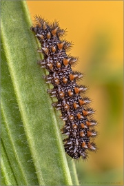 Ehrenpreis-Scheckenfalter Raupe (Melitaea aurelia) 11