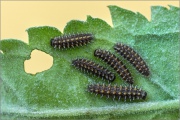 Südwestlicher Wachtelweizen-Scheckenfalter (Melitaea celadussa) 05