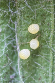 Wegerich-Scheckenfalter Eier (Melitaea cinxia) 14