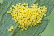 Wegerich-Scheckenfalter Eier (Melitaea cinxia) 11