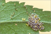 Wegerich-Scheckenfalter Ei-Raupen (Melitaea cinxia) 16