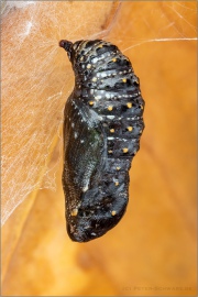 Wegerich-Scheckenfalter Puppe (Melitaea cinxia) 19