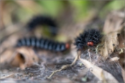 Wegerich-Scheckenfalter Raupe (Melitaea cinxia) 12