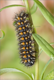 Leinkraut-Scheckenfalter Raupe (Melitaea deione) 03