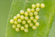 Roter Scheckenfalter Eigelege (Melitaea didyma) 01