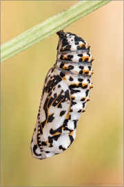 Roter Scheckenfalter Puppe (Melitaea didyma) 17