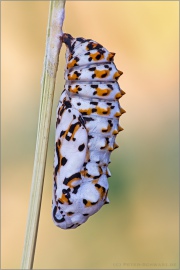 Roter Scheckenfalter Puppe (Melitaea didyma) 16