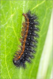 Flockenblumen Scheckenfalter Raupe (Melitaea phoebe) 12