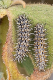 Bräunlicher Scheckenfalter Raupen (Melitaea trivia) 03