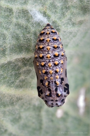 Bräunlicher Scheckenfalter Puppe (Melitaea trivia) 04