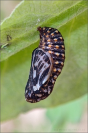Westalpiner Scheckenfalter Puppe (Melitaea varia) 05
