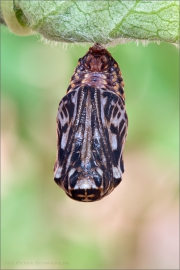 Westalpiner Scheckenfalter Puppe (Melitaea varia) 04