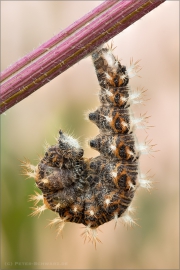 C-Falter Pre-Puppe (Polygonia c-album) 05