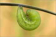 Alpen-Wiesenvögelchen Puppe (Coenonympha gardetta) 15