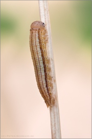 Blauäugiger Waldportier Raupe (Minois dryas) 08