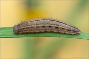 Graubindiger Mohrenfalter Raupe (Erebia aethiops) 14