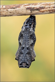 Natterwurz-Perlmutterfalter Puppe (Boloria titania) 27