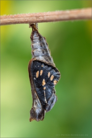Schwarzbrauner Trauerfalter Puppe (Neptis sappho) 01