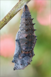 Trauermantel (Nymphalis antiopa) 04