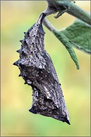 Großer Fuchs Puppe (Nymphalis polychloros) 08