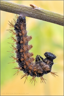 Großer Fuchs Raupe (Nymphalis polychloros) 07