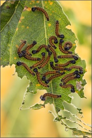 Großer Fuchs Raupen (Nymphalis polychloros) 06