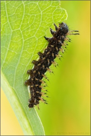 Natterwurz-Perlmutterfalter Raupe (Boloria titania) 22