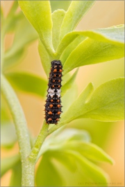 Schwalbenschwanz Raupe (Papilio machaon) 06