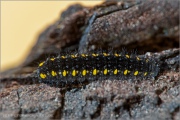 Roter Apollo Raupe (Parnassius apollo) 26