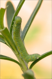 Karstweißling Raupe (Pieris mannii) 02