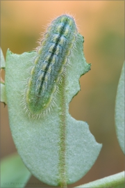 Raupe Ginster-Bläuling (Plebejus idas) 02