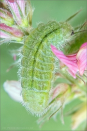 Weißdolch-Bläuling Raupe (Polyommatus damon) 03