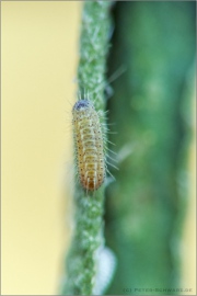 Weißdolch Bläuling Raupe (Polyommatus damon) 14