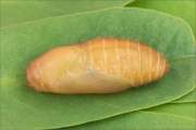 Zahnflügel-Bläuling Puppe (Polyommatus daphnis) 06