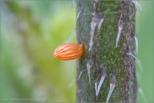 Westlicher Resedafalter Ei (Pontia daplidice) 01