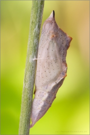 Resedafalter Puppe (Pontia edusa) 06