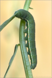 Postillon Raupe (Colias croceus) 19