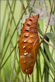 Mittlerer Perlmuttfalter Puppe (Fabriciana niobe) 14