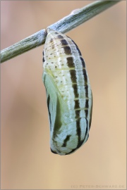 Alpen-Wiesenvögelchen Puppe (Coenonympha gardetta) 19