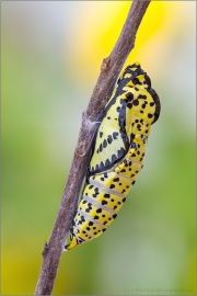 Baumweißling Puppe (Aporia crataegi) 02