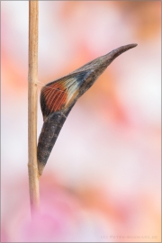 Puppe Aurorafalter (Anthocharis cardamines) 01