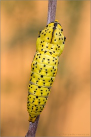 Baumweißling Puppe (Aporia crataegi) 03