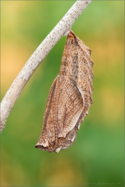 Randring-Perlmutterfalter Puppe (Boloria eunomia) 03