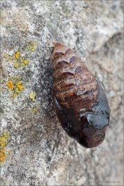 Alpenmatten-Perlmutterfalter Puppe (Boloria pales) 01